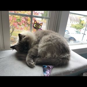 Meet your Posher, Maya